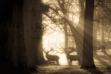 Deken met foto Hert Wild hert tussen bomen bij zonsopkomst  © Pawel Pajor