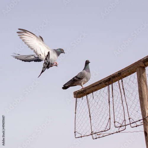 Obraz na plátně Pigeon landing beside another bird on a wooden perch in Kashgar, China