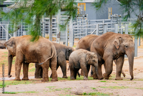 Photography Thailand elephants sanctuary, elephants family