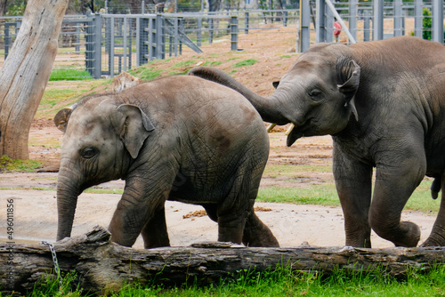 Photography Thailand elephants sanctuary, elephants family