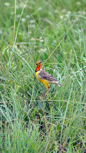Cape longclaw (Macronyx capensis) in the grass at Rietvlei Nature Reserve in Pretoria, South Africa photo