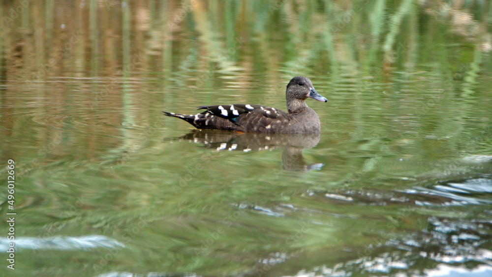 Fototapeta premium African black duck (Anas sparsa) swimming in a pond at Rietvlei Nature Reserve in Pretoria, South Africa