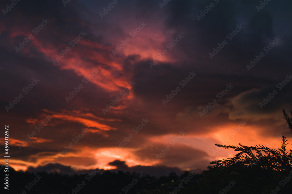 pink and purple toned sunset over the mountains and eucalyptus gum trees silhouettes, shot in Tasmania