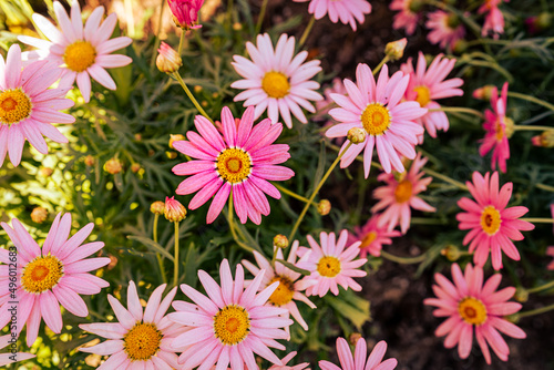 Pink Daisy flowers at Bellingrath Garden