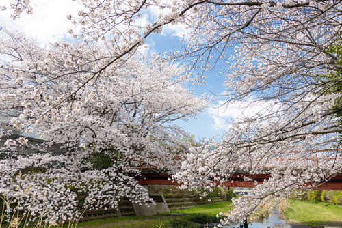 Cherry Blossoms