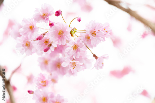 pink cherry blossom