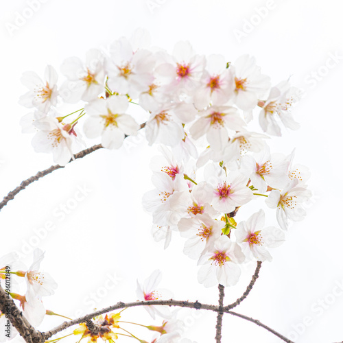 Cherry Blossoms