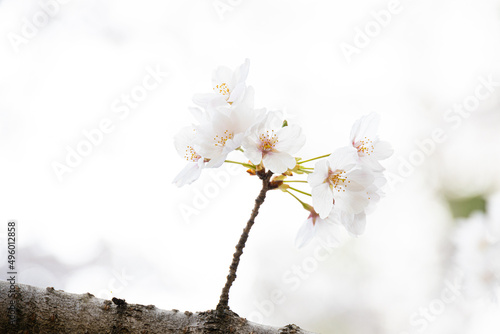 Cherry Blossoms