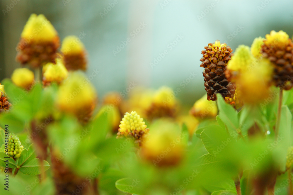 yellow wild flowers ushuaia yellow wild flowers ushuaia