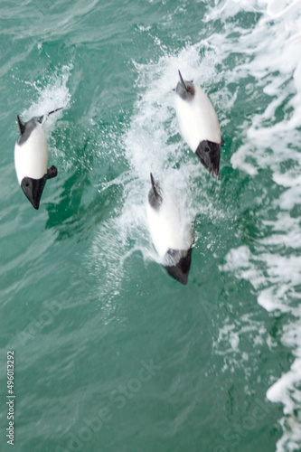 Group of dolphins in the Strait of Magellan © pablo