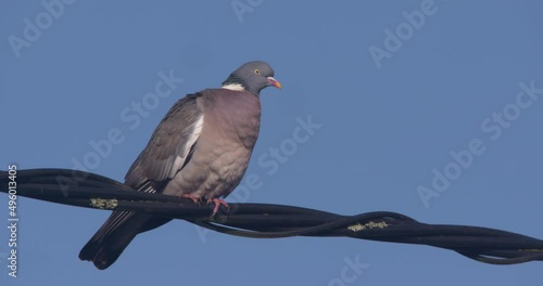 Pigeon bird flying from electricity cable perch blue sky slow motion photo