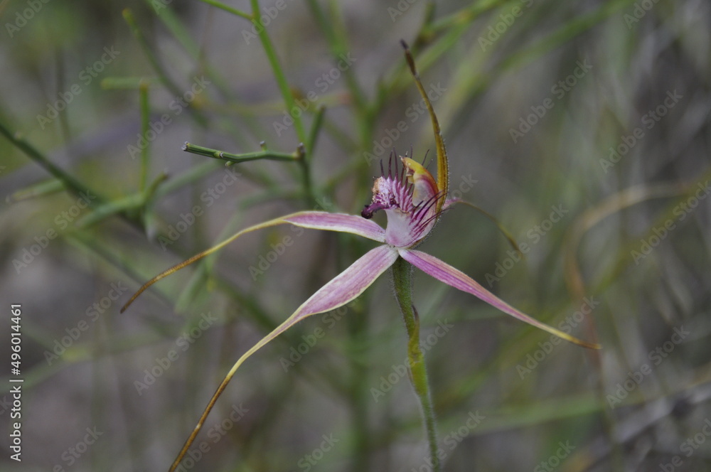 Carousel Spider Orchid blooming in Perth Carousel Spider Orchid blooming in Perth