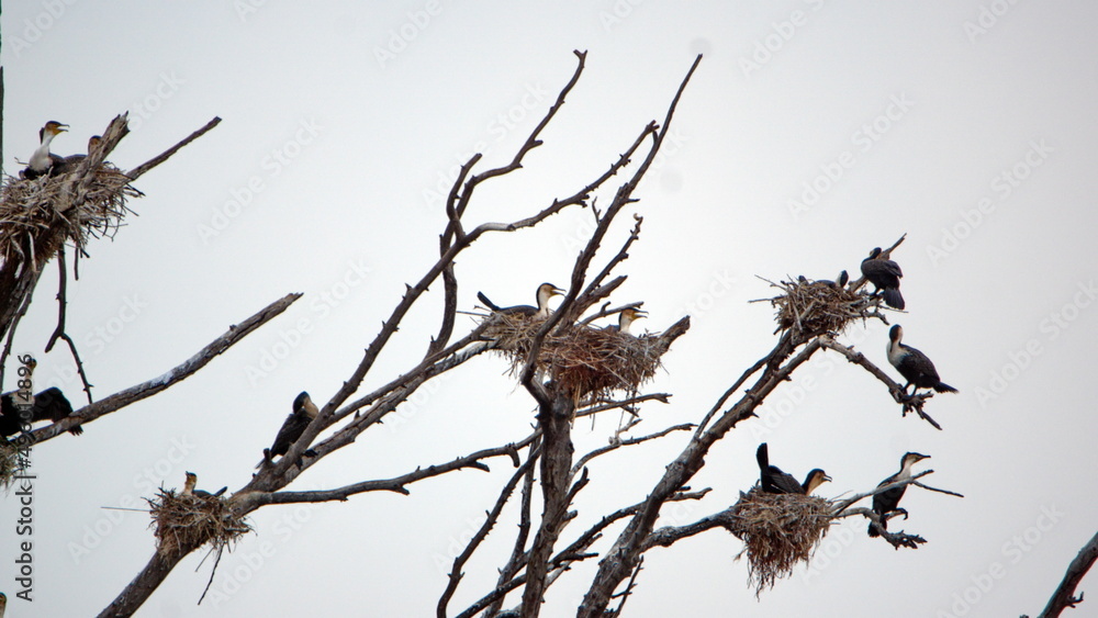 Cormorants nesting in a dead tree at Rietvlei Nature Reserve in Pretoria, South Africa