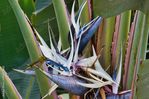 Tiny, bright green white eyed warbler sitting on a white bird of paradise flower on maui.