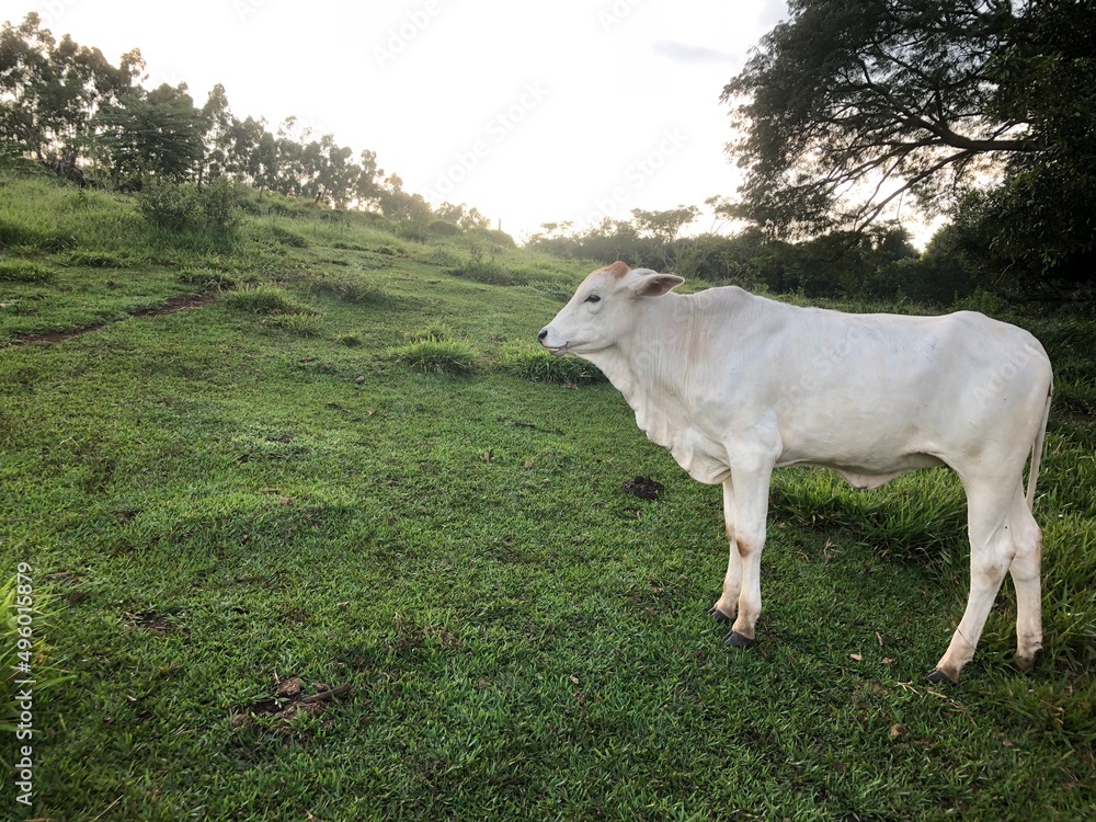Obraz premium cow in the mountains