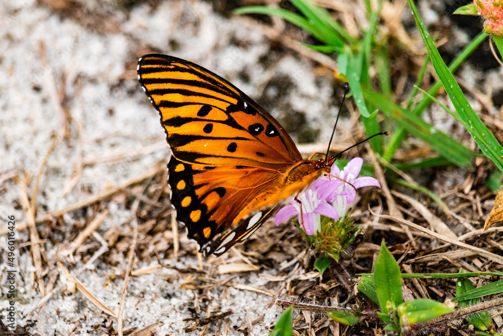 Gulf Fritillary Butterfly Gulf Fritillary Butterfly