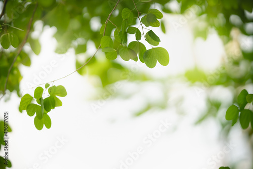 Beautiful nature view green leaf on blurred greenery background under sunlight with bokeh and copy space using as background natural plants landscape, ecology wallpaper concept.