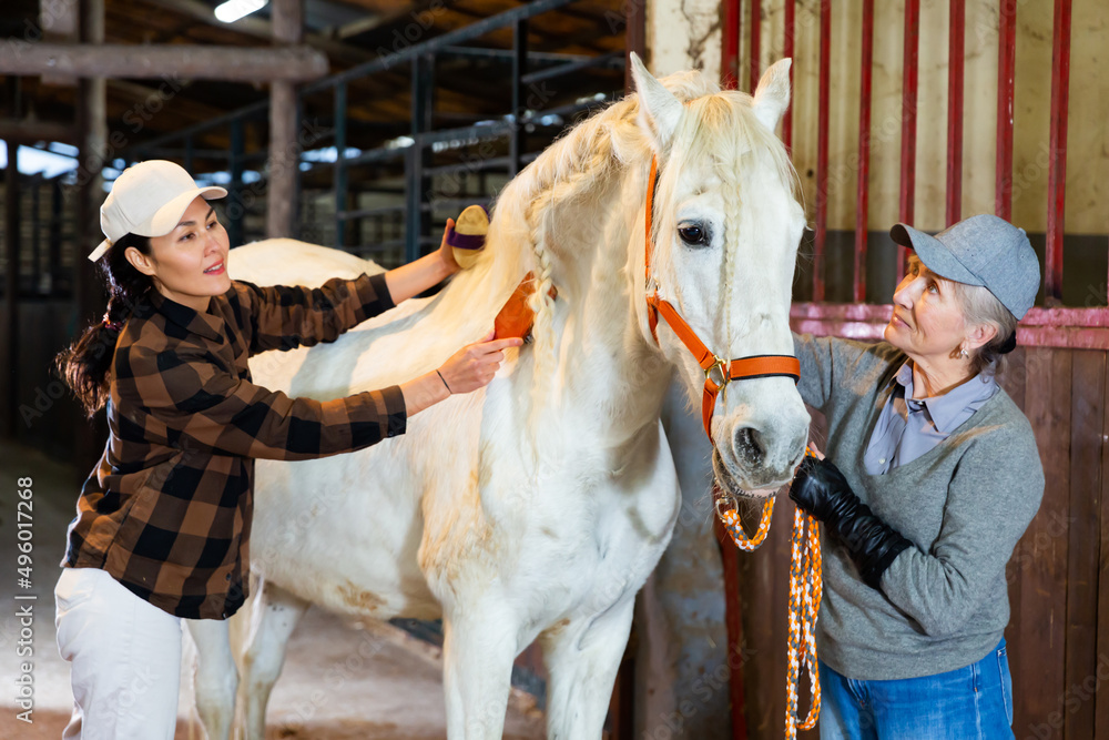 Elderly skilled farmer woman with asian female assistant caring white thoroughbred horse in stable, combing and cleaning coat with brush