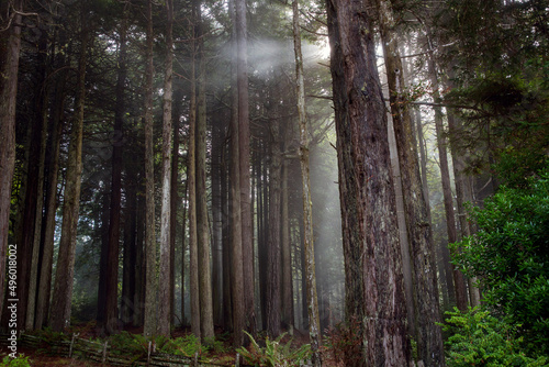 Forest in Mendocino County, along the California coast in United States. © Jana