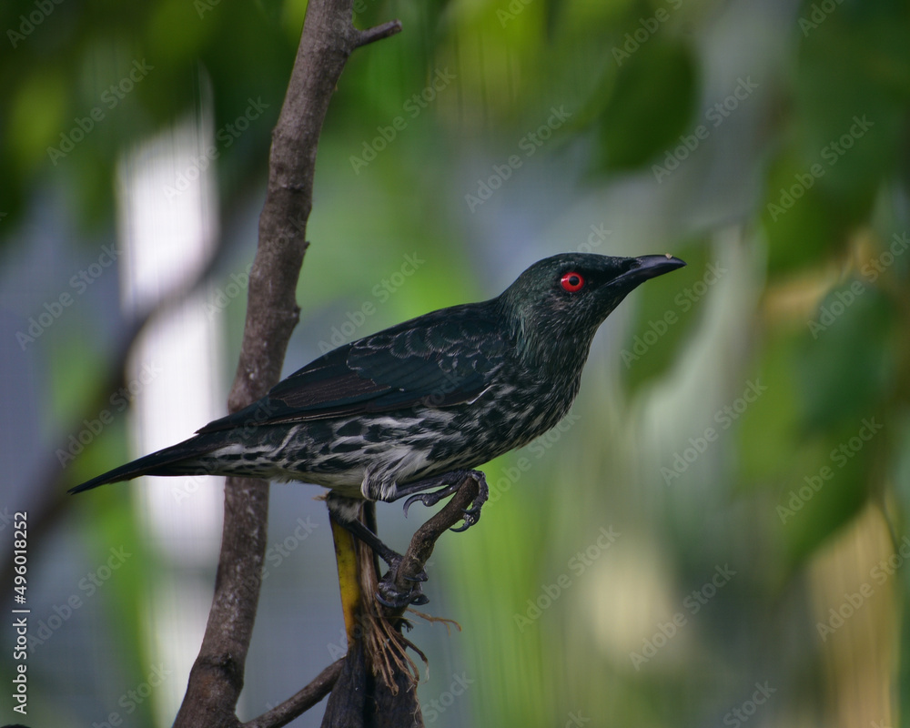 Bird perching on branch. The Asian glossy starling, Aplonis panayensis is a species of starling in the family Sturnidae Bird perching on branch. The Asian glossy starling, Aplonis panayensis is a species of starling in the family Sturnidae