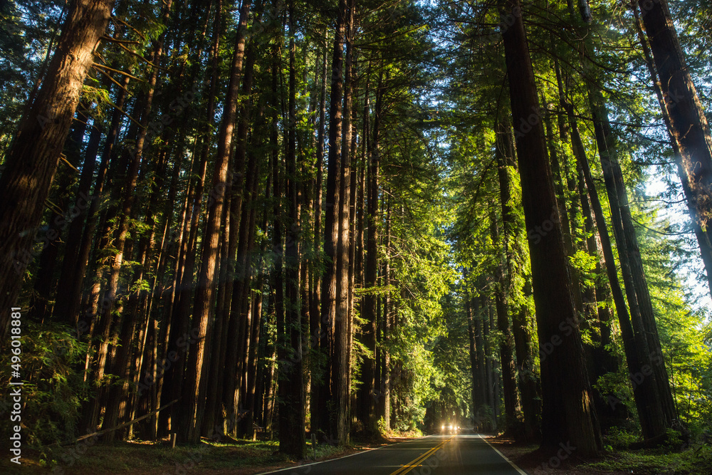 Forest in Mendocino County, along the California Coast in United States.