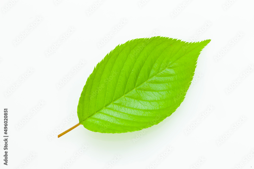 Obraz premium 桜の若葉素材