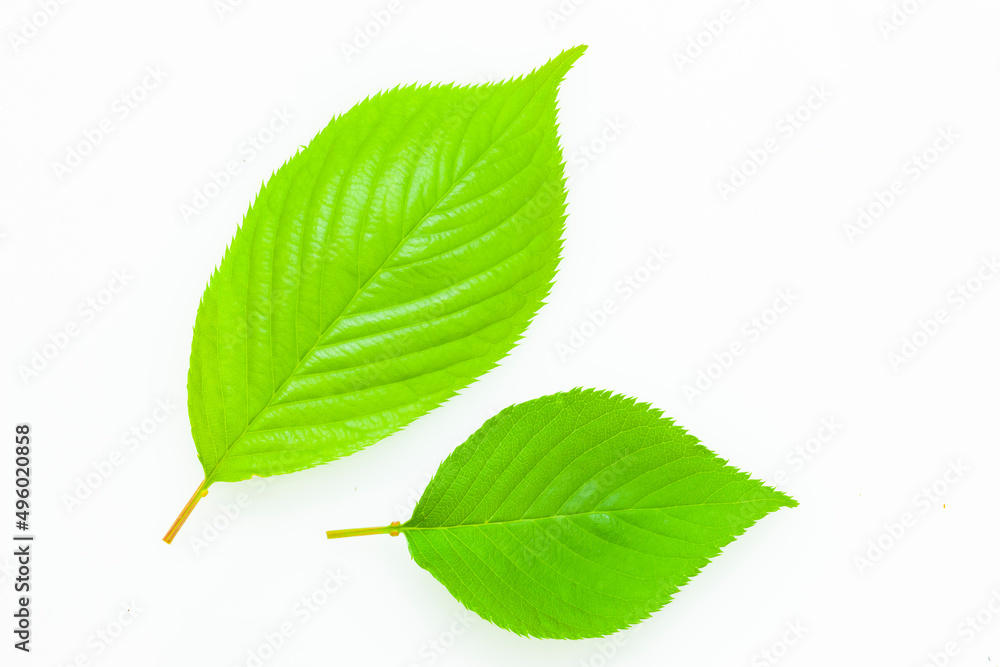 Fototapeta premium 桜の若葉素材