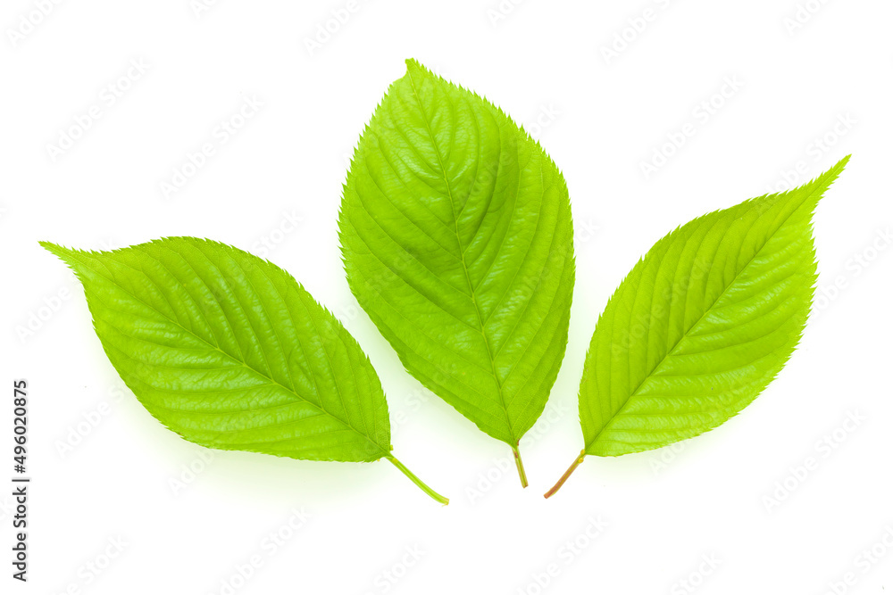 Obraz premium 桜の若葉素材