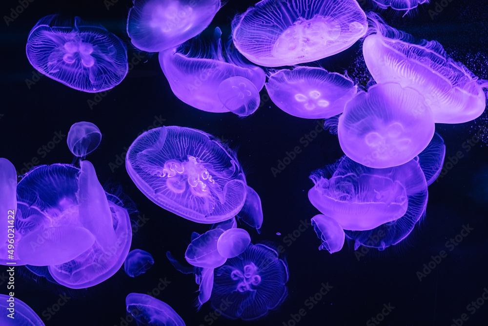 Moon Jellyfish in aquarium tank version 5 Moon Jellyfish in aquarium tank version 5