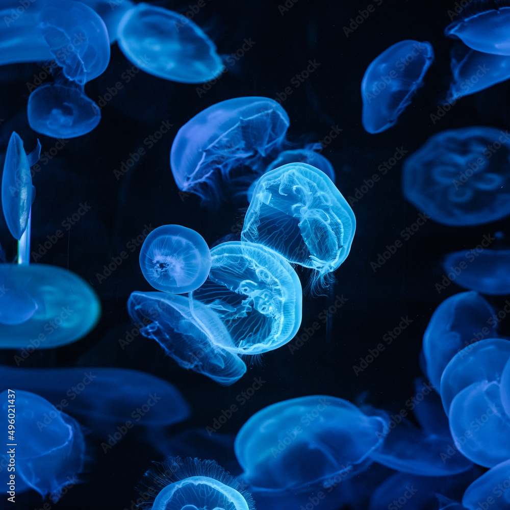 Moon Jellyfish blue in aquarium tank version 1 Moon Jellyfish blue in aquarium tank version 1