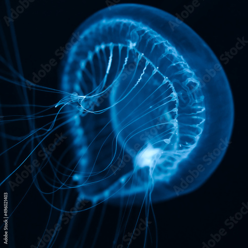 Blue jellyfish macro view