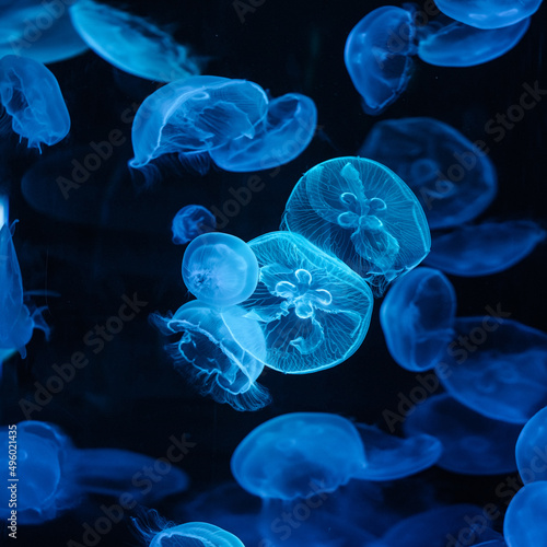 Moon Jellyfish blue in aquarium tank version 2