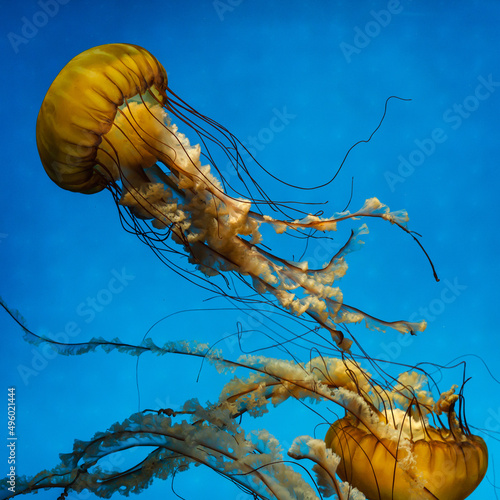 Pacific or Black Sea Nettle Jellyfish diving in aquarium version 6 photo