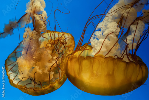 Pacific or Black Sea Nettle Jellyfish diving in aquarium version 5