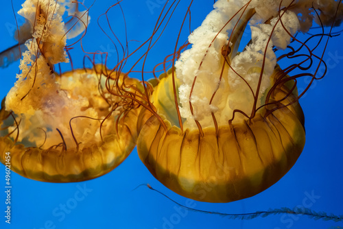 Pacific or Black Sea Nettle Jellyfish diving in aquarium version 4