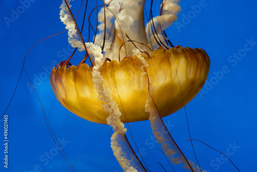 Pacific or Black Sea Nettle Jellyfish diving in aquarium version 2