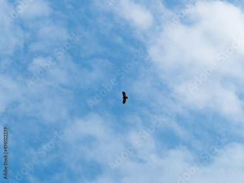 High flying falcon in the sky looking for food