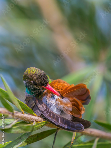 A hummingbird grooming its feathers