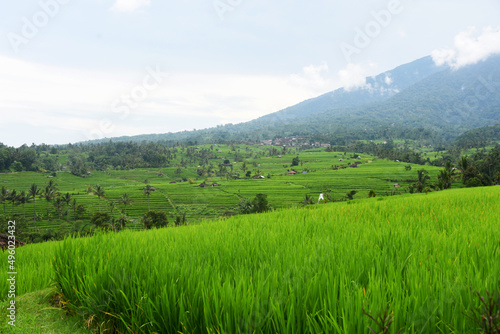 Fototapeta Naklejka Na Ścianę i Meble -  Rice terrace at Babahan village, at Tabanan regency of Bali Indoneaia