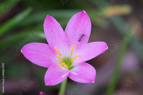 Beauty little purple flower with blur background