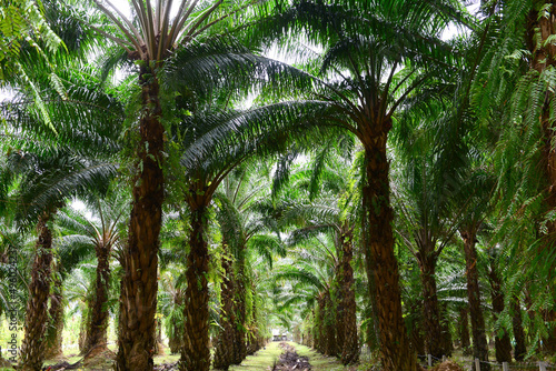 Oilpalm trees in garden, Oilpalm is used in commercial agriculture in the production of palm oil which is an edible vegetable oil derived photo