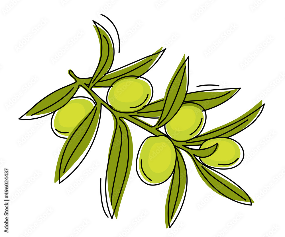 Hand drawn branch with green olives isolated on a white background. vector illustration. Hand drawn branch with green olives isolated on a white background. vector illustration.