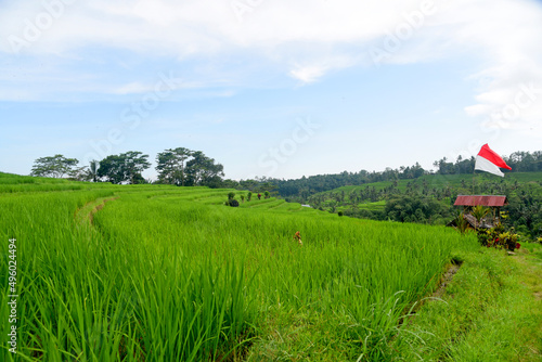 Rice terrace at Babahan village, at Tabanan regency of Bali Indoneaia photo