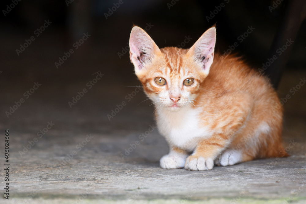 Small Balinese cat, on yellow color in close