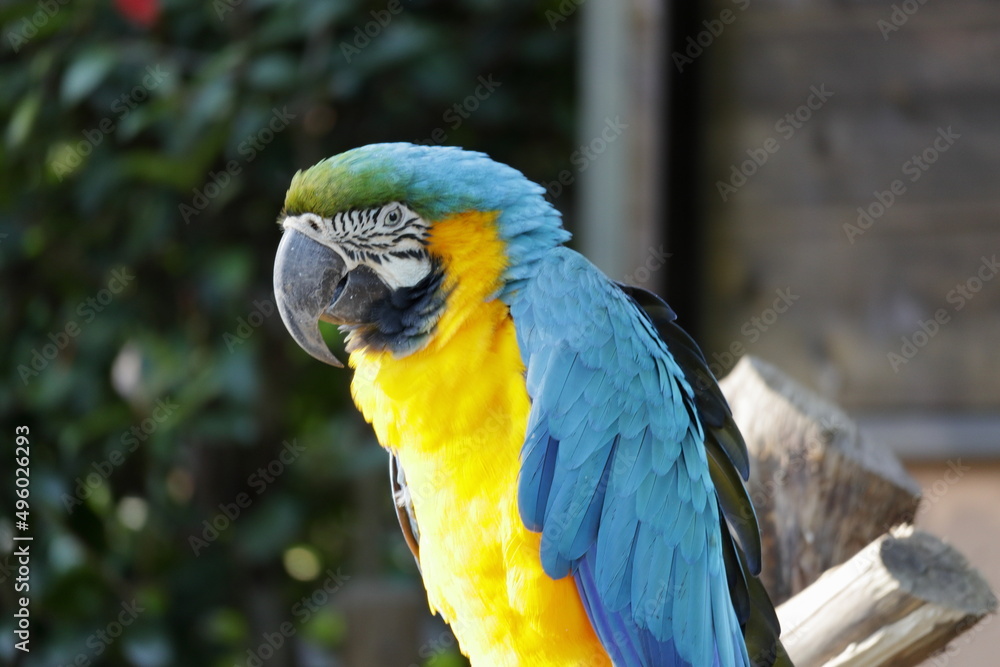 Obraz premium 動物園のルリコンゴウインコ