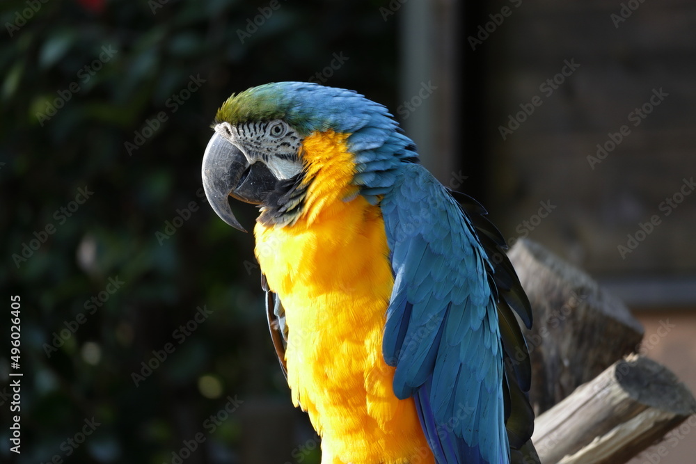 Obraz premium 動物園のルリコンゴウインコ
