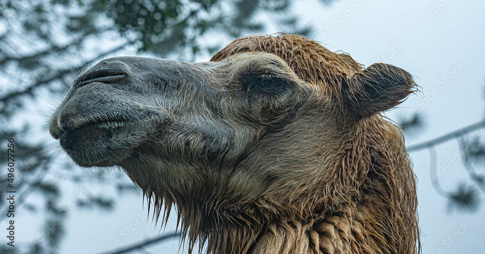 Fototapeta premium Close up of Camel