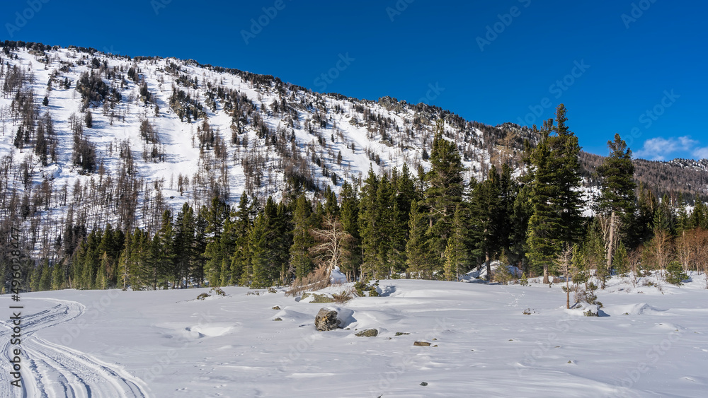 Tire tracks are visible on the snow-covered valley. Coniferous forest grows at the foot of the mountain. Clear blue sky. Altai