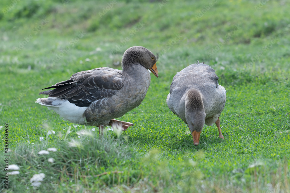 Gray beautiful geese in a pasture in the countryside walk on the green grass. Livestock farm birds. Animal breeding. Gray beautiful geese in a pasture in the countryside walk on the green grass. Livestock farm birds. Animal breeding.
