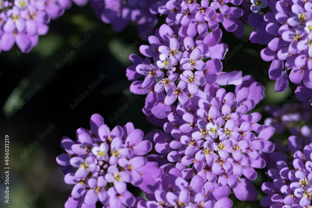Cute beautiful flowers in the garden close-up. Selective small focus and nice bokeh. Fairytale world of plants. Nature green and vibrant petals. Cute beautiful flowers in the garden close-up. Selective small focus and nice bokeh. Fairytale world of plants. Nature green and vibrant petals.